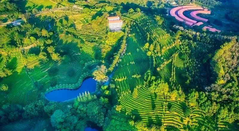 梅州雁南飞茶田