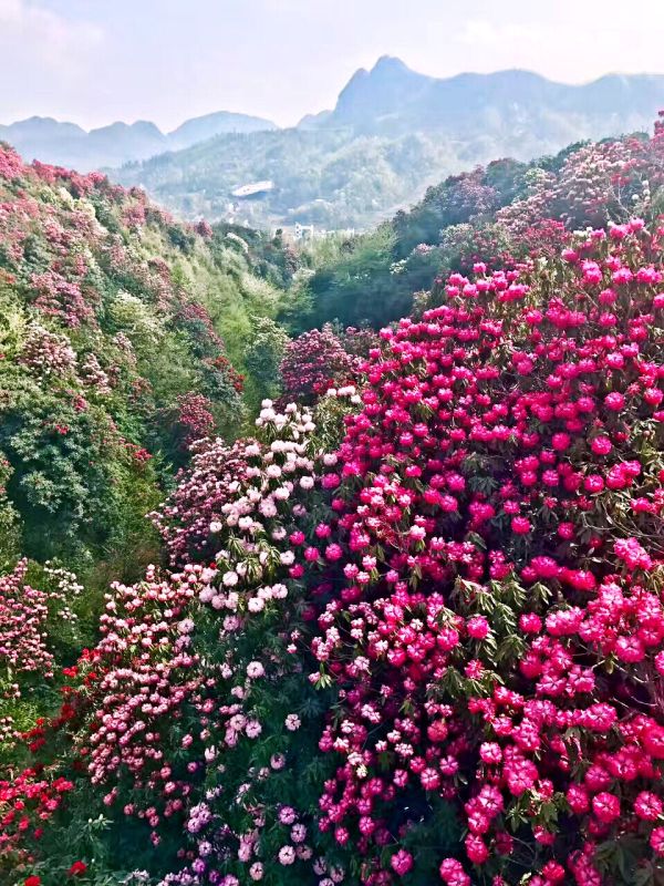 毕节百里杜鹃景区